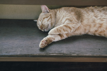 orange cat tabby feline lying resting on table