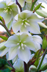 white yucca flowers blooming in the garden