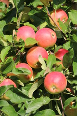 Apfelbaum mit roten Äpfeln kurz vor der Ernte