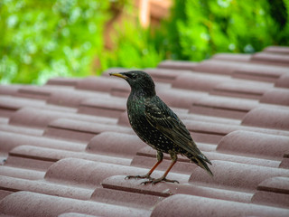 Beautiful little bird standing on a house's red roof. Green fresh background. Sunlight.