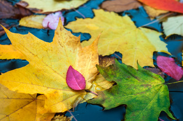 Floating many autumn maple leaves on the lake. Fallen colorful leaves surface on the water in the...