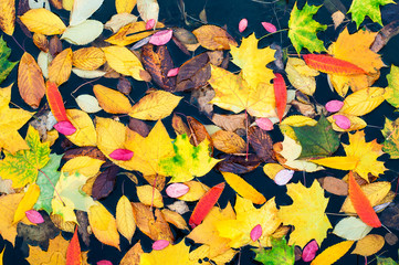 Floating many autumn maple leaves on the lake. Fallen colorful leaves surface on the water in the...