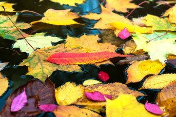 Floating many autumn maple leaves on the lake. Fallen colorful leaves surface on the water in the...