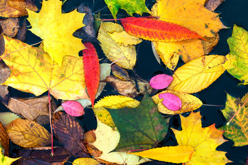 Floating many autumn maple leaves on the lake. Fallen colorful leaves surface on the water in the...