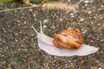 Raindrops on a spikelet above the head of a land snail
