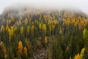 Foggy day in a wood of larches in the italian alps