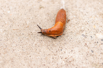 Roadside red slug on an asphalt road after rain