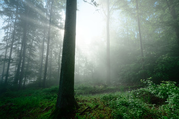 Sunlight illuminating a foggy forest