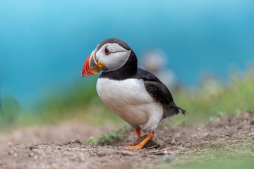 puffin on rock