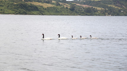 Cisne cuelllo negro