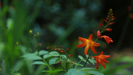 Flor sureña