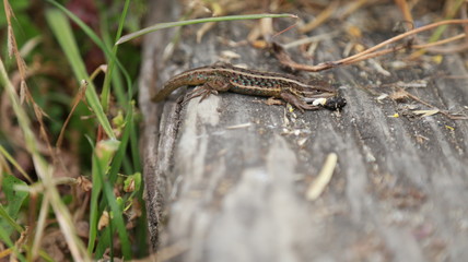 Lagartija