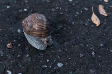 A land snail hiding in a shell on a cloudy evening