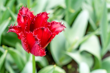 Fototapeta premium Beautiful red tulip with spikes in garden. Spring background.