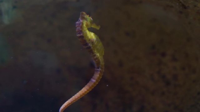 macro closeup of a common yellow estuary seahorse with black spots swimming underwater, tropical aquarium pet from the indo-pacific ocean
