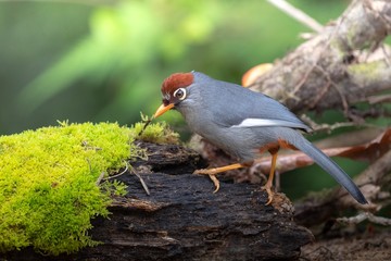 cardinal on a branch
