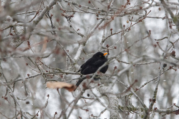 Merle noir en hiver