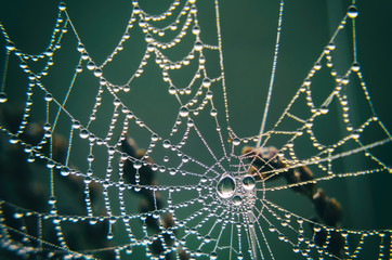 PEARL DROPS ON A COBWEB - Maybe some rain, maybe morning moisture