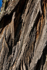 Ecorce d'acacia, texture