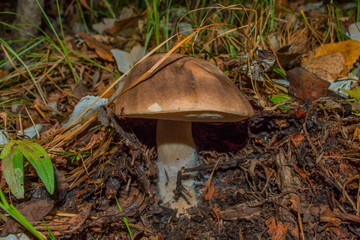 Leccinum boletus edulis. Mushroom in the dark forest. Mushroom  closeup. Soft selective focus.