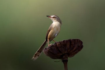 kingfisher on a branch
