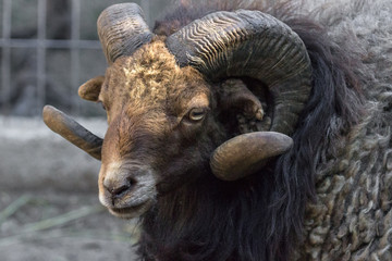 Black ram. Sheep flock. Swirling horns. Lamb face. Home farm. Cattle shearing. Thick fleece. Horns...