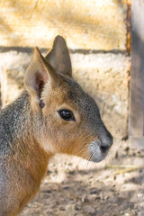 Naklejka na ściany i meble Patagonian hare or pig. The genus of rodents. Piggy family. Domesticated wild animal. Wild nature. Contact Zoo. Brown wool mara.