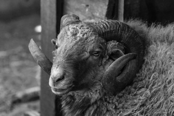 Black ram. Sheep flock. Swirling horns. Lamb face. Home farm. Cattle shearing. Thick fleece. Horns...