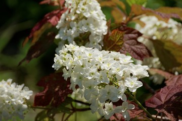 oakleaf hydrangea flowers in garden