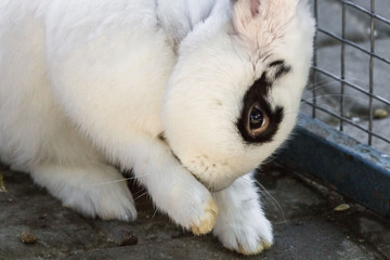 White rabbit with black spots. Home farm. Lovely pet. Soft rabbit fur. Little hare. Young bunny. Contact Zoo. The rabbit is washing himself. Animal albino. Smooth white wool.