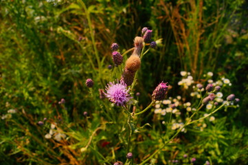 butterfly on flower