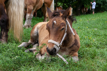 Fototapeta premium Poulain
