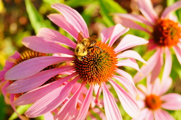bee on a flower
