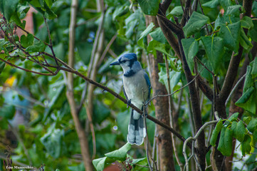 The Bluejay Stare