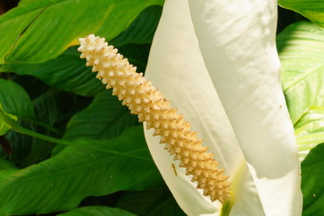 anthurium white flower closeup