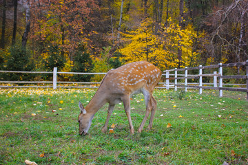 Bambi.
