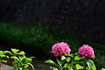 pink hydrangea flowers in park