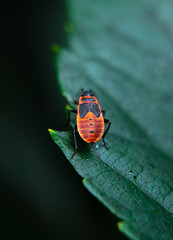 Female firebug sitting on the edge of the leaf