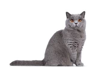 Impressive light blue young adult British Shorthair female cat, sitting side ways side ways. Looking with cute head tilt and bright orange eyes straight to camera. Isolated on white background. Tail a