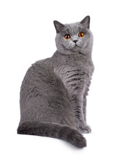 Impressive light blue young adult British Shorthair female cat, lside ways side ways. Looking with cute head tilt and bright orange eyes straight to camera. Isolated on white background. Tail around b