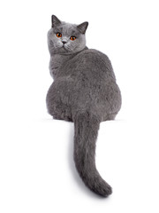 Impressive light blue young adult British Shorthair female cat, sitting backwards. Looking over shoulder with cute head tilt and bright orange eyes straight to camera. Isolated on white background. Ta