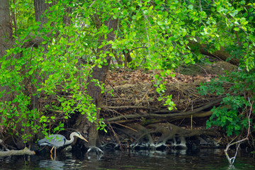 Obraz premium Graureiher