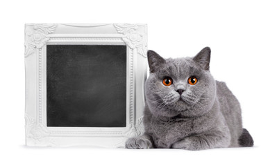 Impressive light blue young adult British Shorthair female cat, laying down facing front beside white blackboard filled photo frame. Looking with bright orange eyes straight to camera. Isolated on whi