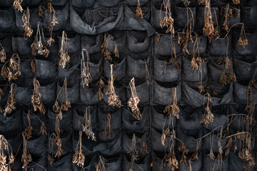 withered dead brown plants in black pots