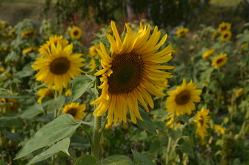 sunflowers-children of the Sun