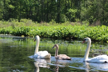 swan family