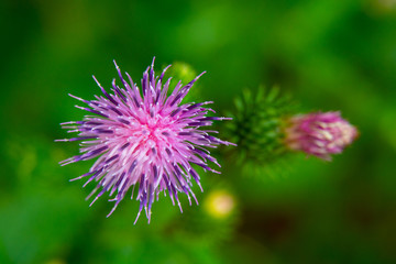 Spiky plumeless thistles blooming