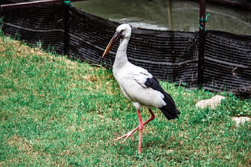 stork  is eating near the pool
