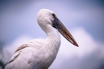 Stork