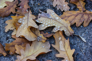 Autumn leaves and raindrops.